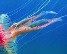 1446893628_Pelagia noctiluca