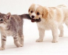 Puppies-vs-kittens-puppies-vs-kittens-22175696-400-258