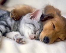 dog-sleeping-with-kitten