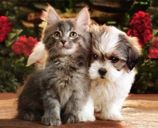 fleas-on-kittens-puppies