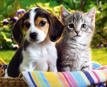 kittens_puppies